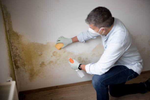 Best Water Damage & Mold Remediation  in Kremmling, CO